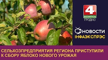 <b>Новости Гродно. 06.09.2024</b>. Сельхозпредприятия региона приступили к сбору яблоко нового урожая