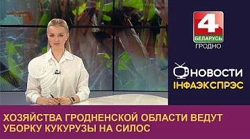 <b>Новости Гродно. 19.09.2024</b>. Хозяйства Гродненской области ведут уборку кукурузы на силос