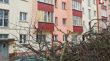 <b>Новости Гродно. 09.04.2020</b>. Борьба за деревья на проспекте Космонавтов
