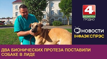 <b>Новости Гродно. 24.09.2024</b>. Два бионических протеза поставили собаке в Лиде