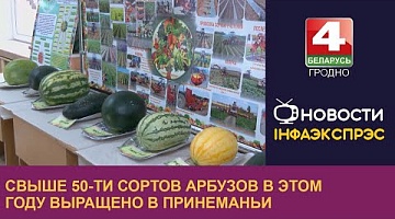 <b>Новости Гродно. 06.09.2022</b>. Свыше 50-ти сортов арбузов в этом году выращено в Принеманьи