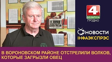 <b>Новости Гродно. 11.09.2024</b>. В Вороновском районе отстрелили волков, которые загрызли овец