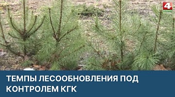 <b>Новости Гродно. 05.04.2022</b>. Темпы лесообновления под контролем комитета госконтроля