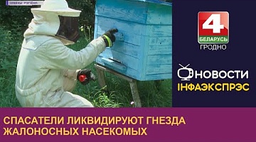 <b>Новости Гродно. 29.08.2022</b>. Спасатели ликвидируют гнезда жалоносных насекомых