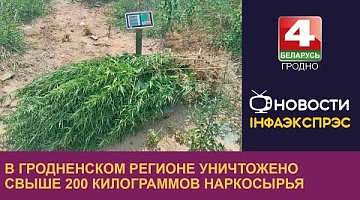 <b>Новости Гродно. 24.07.2024</b>. В Гродненском регионе уничтожено свыше 200 килограммов наркосырья