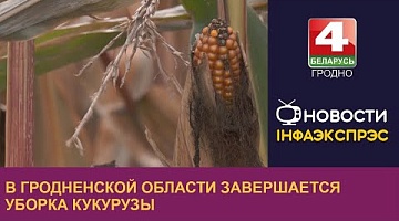 <b>Новости Гродно. 20.10.2023</b>. В Гродненской области завершается уборка кукурузы