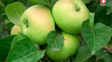 <b>Новости Гродно. 10.10.2018</b>. Самый большой урожай яблок собирают на Гродненщине