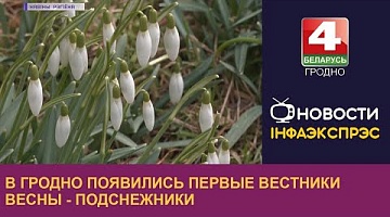 <b>Новости Гродно. 07.03.2023</b>. В Гродно появились первые вестники весны - подснежники