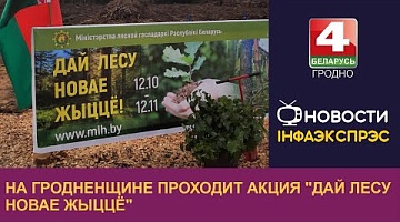 <b>Новости Гродно. 14.10.2024</b>. Республиканская акция "Дай лесу новае жыццё" проходит на Гродненщине