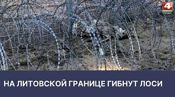 <b>Новости Гродно. 12.04.2022</b>. На границе с Литвой гибнут лоси 