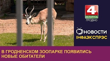 <b>Новости Гродно. 18.06.2024</b>. В Гродненском зоопарке появились новые обитатели
