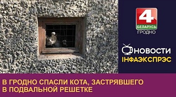 <b>Новости Гродно. 10.05.2023</b>. В Гродно спасли кота, застрявшего в подвальной решетке