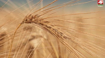 <b>Новости Гродно. 22.07.2021</b>. Первая тысяча тонн зерна нового урожая 