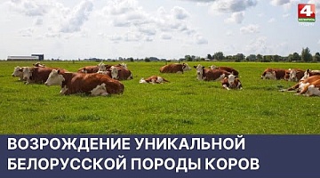 <b>Новости Гродно. 18.05.2022</b>. Возрождение уникальной белорусской породы коров