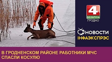 <b>Новости Гродно. 24.02.2023</b>. В Гродненском районе работники МЧС спасли косулю