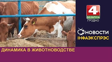 <b>Новости Гродно. 20.08.2024</b>. Динамика в животноводстве