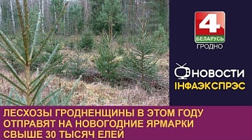 <b>Новости Гродно. 11.12.2024</b>. Ёлочные базары в Гродненской области начнут работу 20 декабря