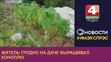 <b>Новости Гродно. 25.08.2022</b>. Житель Гродно на даче выращивал коноплю
