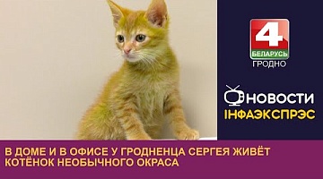 <b>Новости Гродно. 19.09.2023</b>. В доме и в офисе у гродненца Сергея живёт котёнок необычного окраса