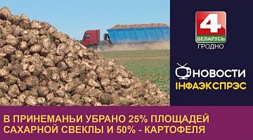 <b>Новости Гродно. 27.09.2022</b>. В Принеманьи убрано 25% площадей сахарной свеклы и 50% - картофеля