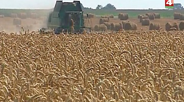 <b>Новости Гродно. 21.08.2018</b>. Завершена массовая уборка зерновых
