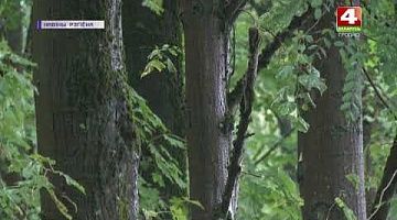 <b>Новости Гродно. 30.06.2021</b>. Запрет на посещение лесов снова действует в  районах Беларуси 