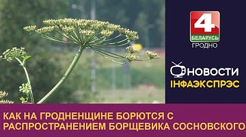 <b>Новости Гродно. 26.06.2024</b>. Работа по борьбе с инвазивными видами растений продолжается на Гродненщине
