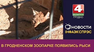 <b>Новости Гродно. 07.10.2022</b>.  В Гродненском зоопарке появились рыси