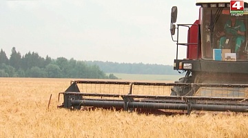 <b>Новости Гродно. 20.07.2021</b>. Началась массовая уборка зерновых культур