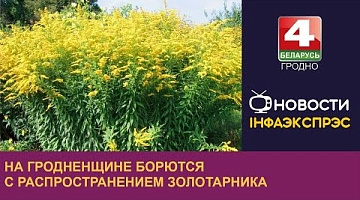 <b>Новости Гродно. 27.08.2024</b>. На Гродненщине борются с распространением золотарника