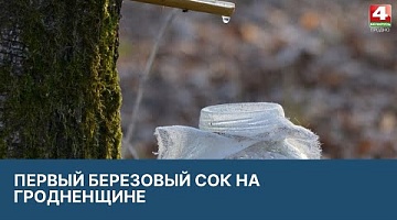 <b>Новости Гродно. 24.03.2022</b>. Началась продажа березового сока в регионе