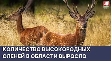 <b>Новости Гродно. 17.05.2022</b>. Количество высокородных оленей в области выросло