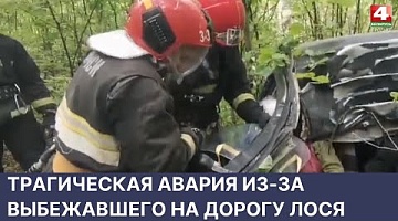 <b>Новости Гродно. 26.05.2022</b>. Трагическая авария из-за выбежавшего на дорогу лося