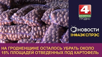 <b>Новости Гродно. 10.10.2024</b>. На Гродненщине осталось убрать около 15% площадей отведенных под картофель