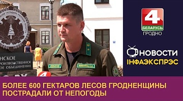 <b>Новости Гродно. 17.07.2024</b>. Более 600 гектаров лесов Гродненщины пострадали от непогоды