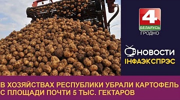 <b>Новости Гродно. 15.09.2022</b>. В хозяйствах республики убрали картофель с площади почти 5 тыс. гектаров