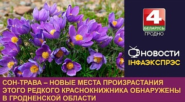 <b>Новости Гродно. 26.08.2024</b>. Сон-трава – новые места произрастания этого редкого краснокнижника обнаружены в Гродненской области