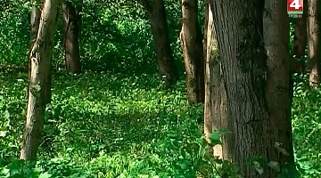 <b>Новости Гродно. 09.08.2018</b>. Запрет на посещение лесов в Волковысском районе
