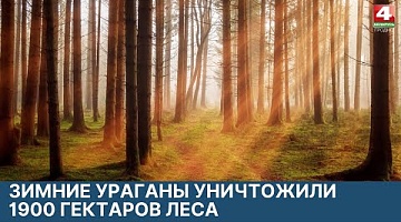 <b>Новости Гродно. 21.03.2022</b>. Состояние лесов после зимних ураганов