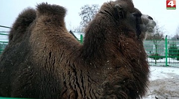 <b>Новости Гродно. 24.12.2021</b>. Двугорбый верблюд в Гродненском зоопарке