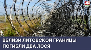 <b>Новости Гродно. 19.04.2022</b>. На границе погибли два лося 