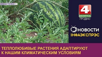 <b>Новости Гродно. 08.08.2022</b>. Теплолюбивые растения адаптируют к нашим климатическим условиям