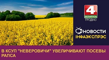 <b>Новости Гродно. 22.09.2022</b>. В КСУП "Неверовичи" увеличивают посевы рапса 