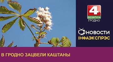 <b>Новости Гродно. 10.10.2024</b>. В Гродно в октябре вновь зацвели каштаны