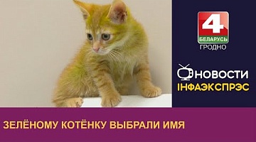 <b>Новости Гродно. 26.09.2023</b>. Зелёному котёнку выбрали имя