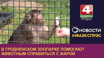 <b>Новости Гродно. 04.06.2024</b>. В Гродненском зоопарке помогают животным справиться с жарой