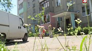 <b>Новости Гродно. 05.06.2019</b>. После приезда съемочной группы коммунальные службы скосили во дворе траву