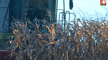 <b>Новости Гродно. 02.11.2021</b>. Уборка кукурузы в регионе