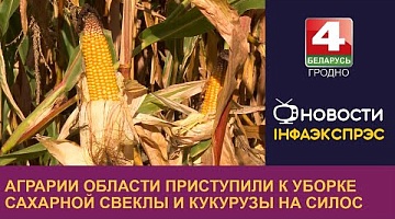 <b>Новости Гродно. 28.08.2024</b>. Аграрии области приступили к уборке сахарной свеклы и кукурузы на силос