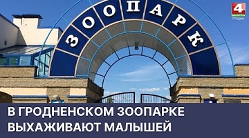 <b>Новости Гродно. 04.05.2022</b>. В Гродненском зоопарке выхаживают малышей